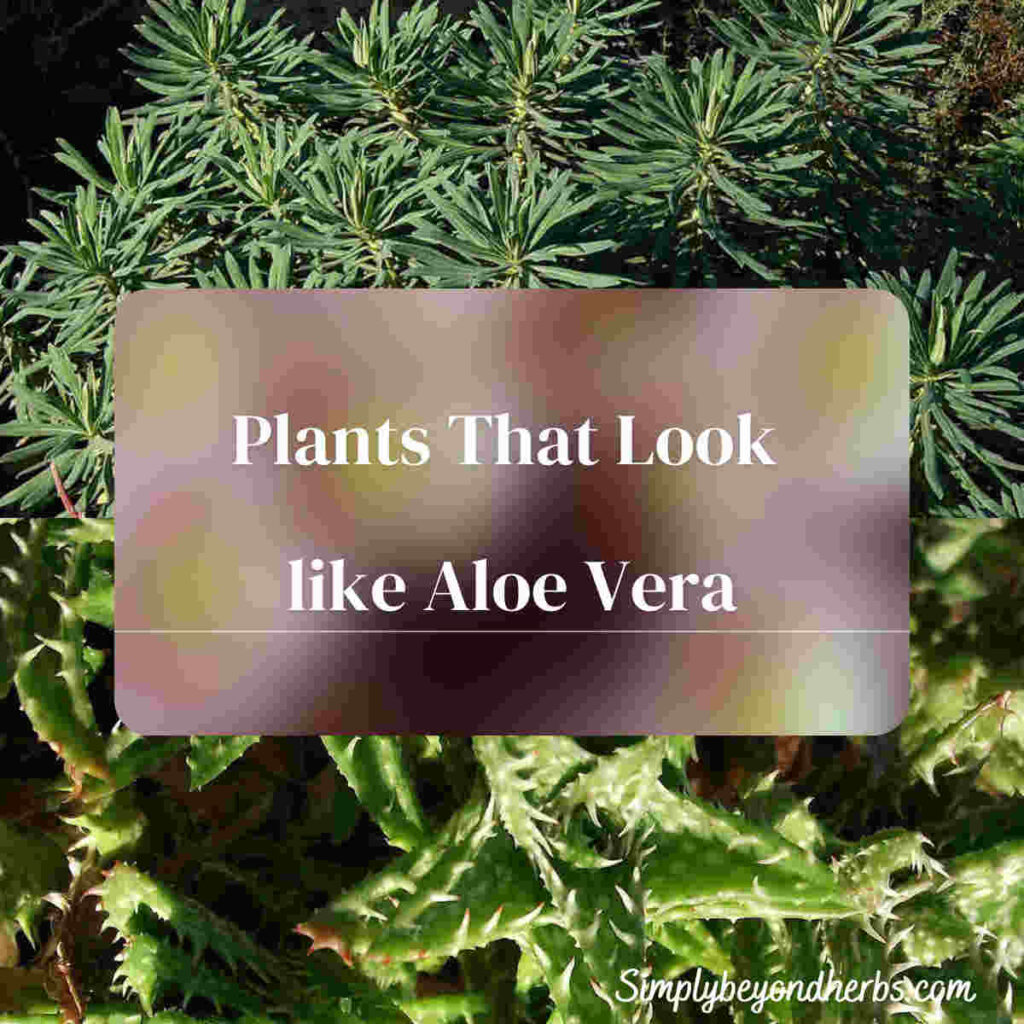 40+ Plants that look like aloe vera Ultimate Collection The Sleeper
