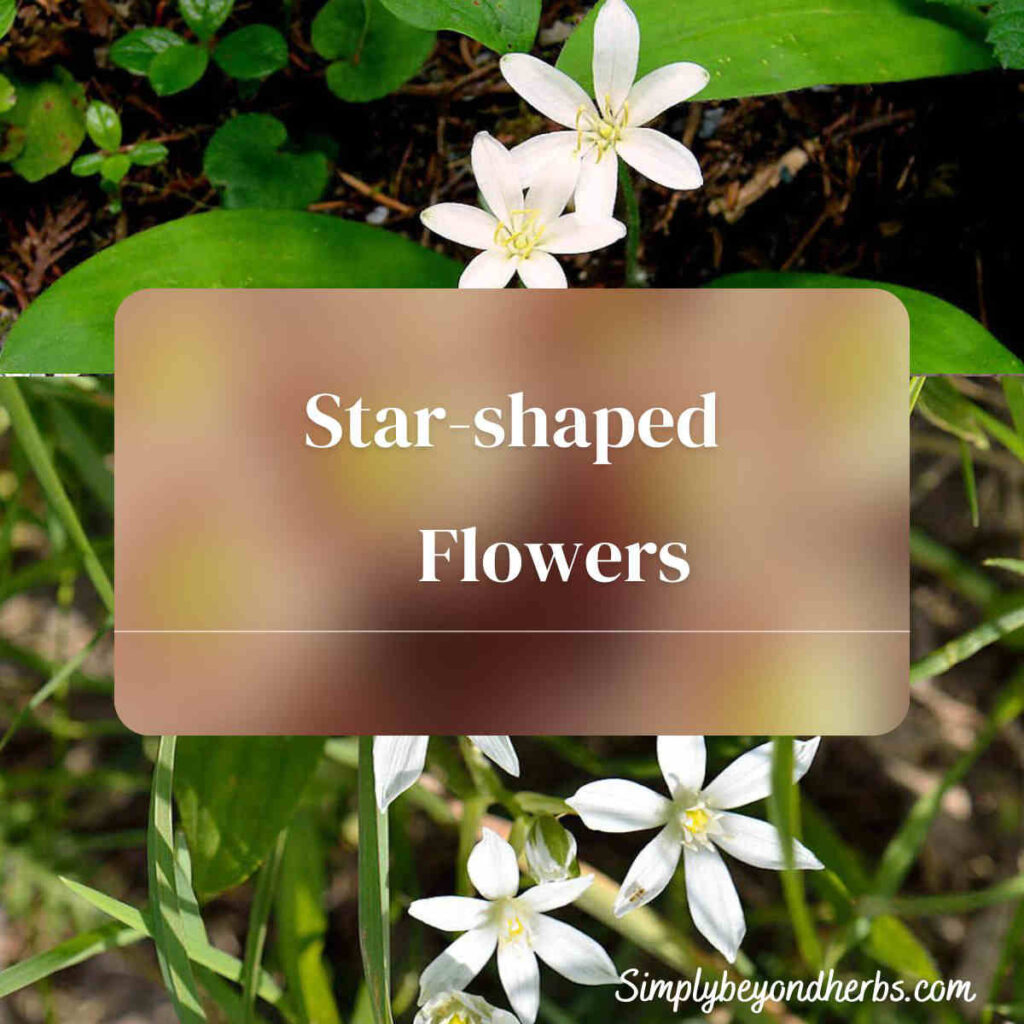 50+ Star Shaped Flowers: Ultimate Collection - The Sleeper Must Aweken
