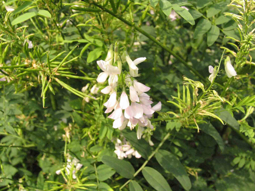 Goat's Rue and Breastfeeding - The Sleeper Must Aweken