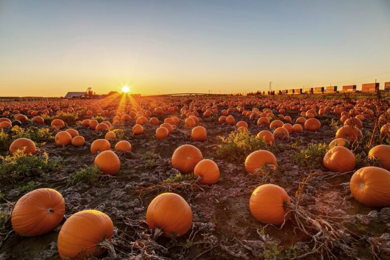 What to Do with Leftover Pumpkins |