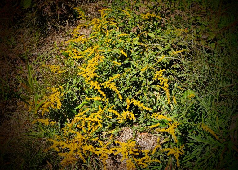Goldenrod Folklore And The Magic Of September