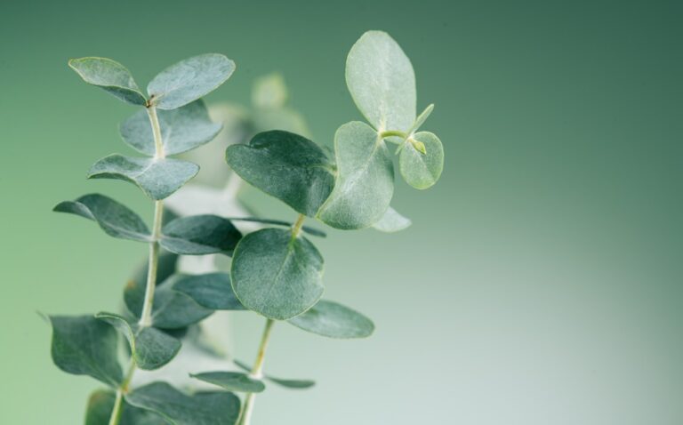 Health Benefits of Eucalyptus Oil