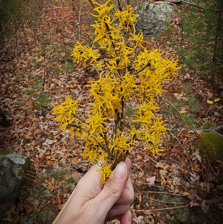 February Focus: Witch Hazel Folklore & Wisdom