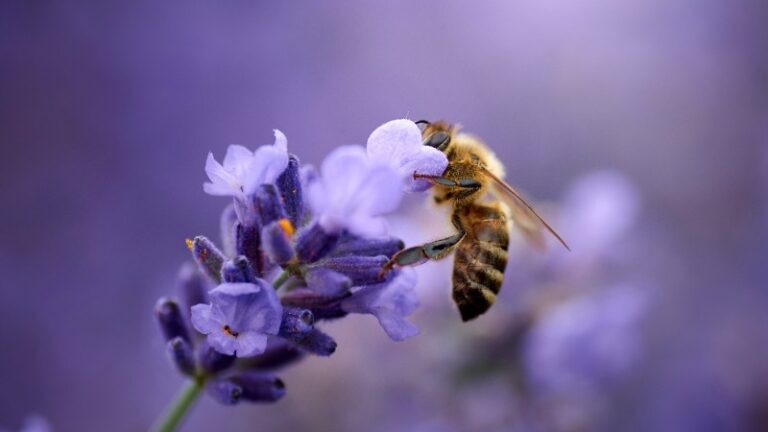 Bee-inspired aromatherapy blends for wellbeing