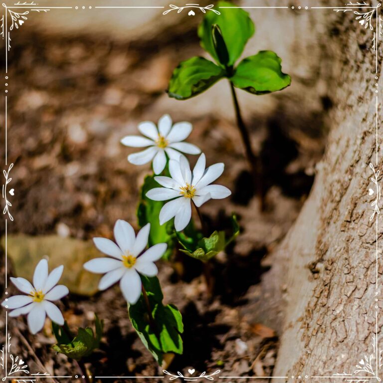 March Focus: Bloodroot Folklore And Spring Awakening