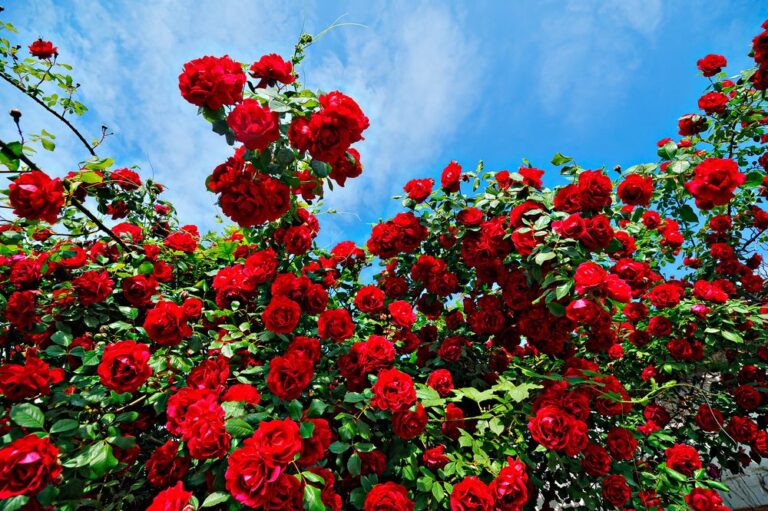 Words To Live By: Plant More Flowers