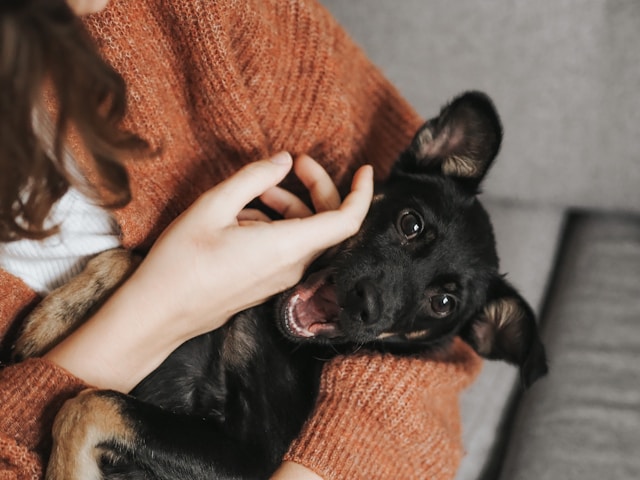 Supporting Your Pet’s Mental Wellbeing